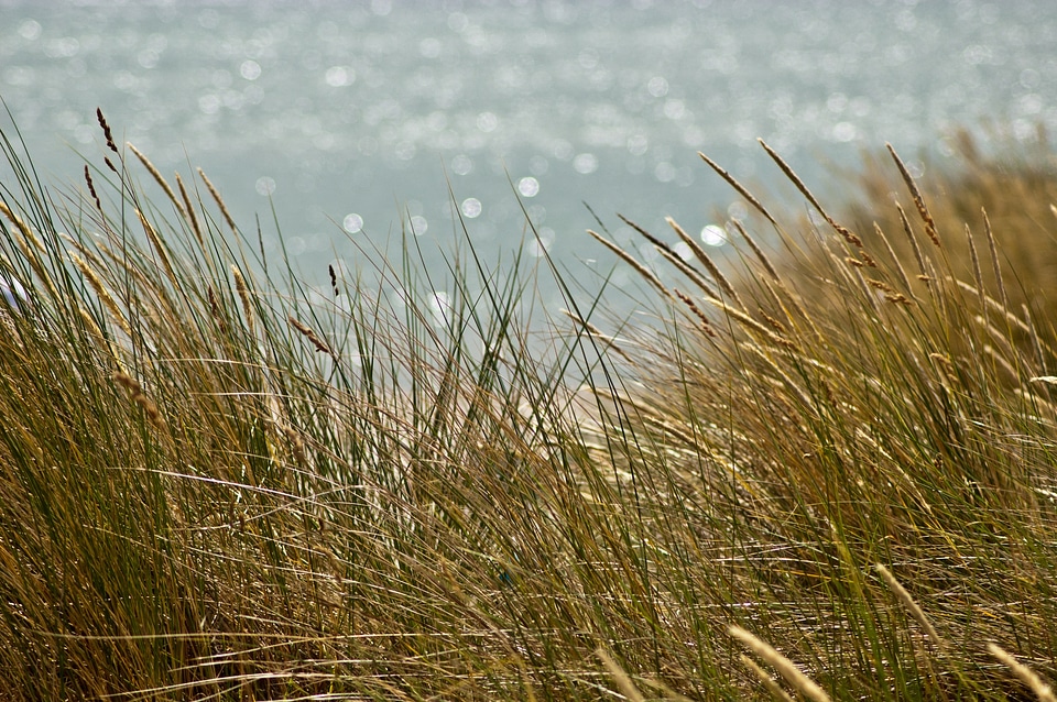 Coast grass atmospheric
