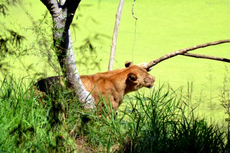 Lion's of Bannerghatta National Park, Bangalore, Karnataka, INDIA.