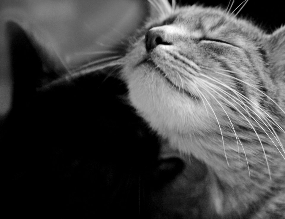 Two cats