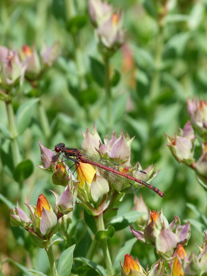 Insect fly bug photo