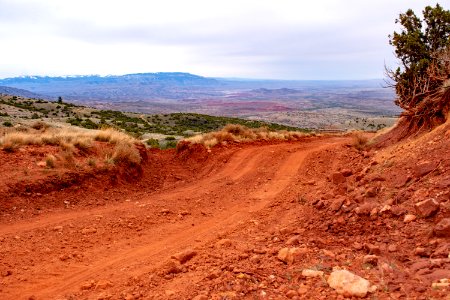 20200504 Pryor Mtns 11 1
