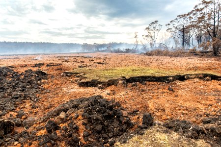 Post-bushfire recovery in Australia
