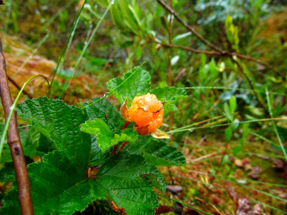 Rubus chamaemorus