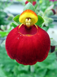 Calceolaria red yellow