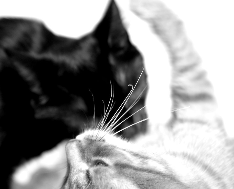Two cats