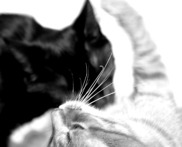 Two cats photo