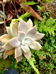 Jardim Botânico Plantarum
