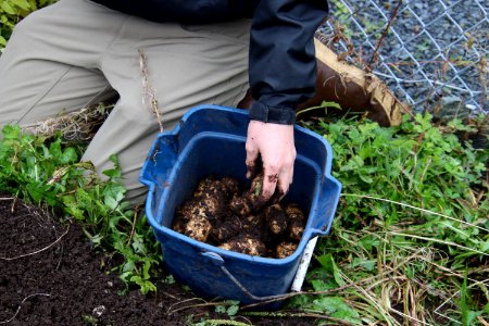 tlingitpotatoharvest-TongassNF-2020006-001