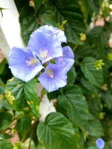 Jardim Botânico Plantarum