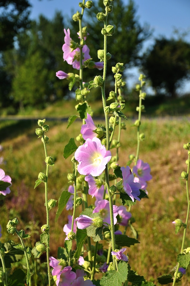 Wildflower roads in flower nature