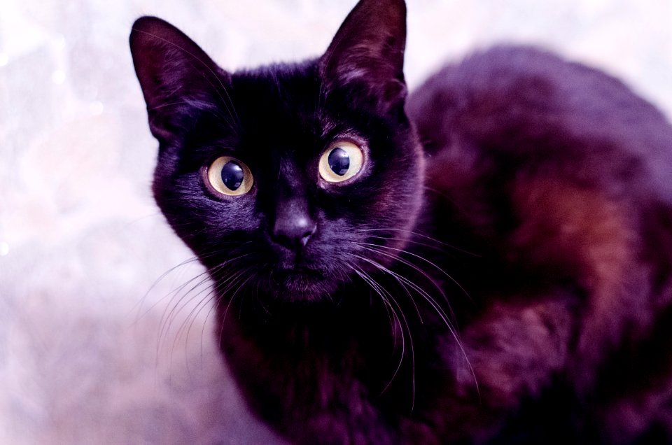 Black cat