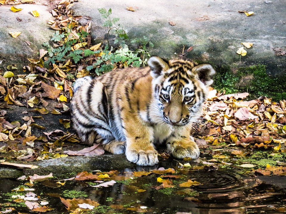 Nuremberg big cat curious