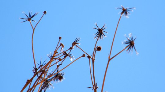 flor de invierno