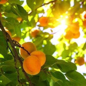 Apricot tree with fruits photo