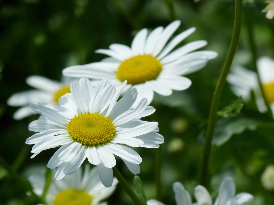 Daisy flower nature