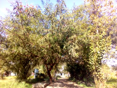 Árboles en el parque