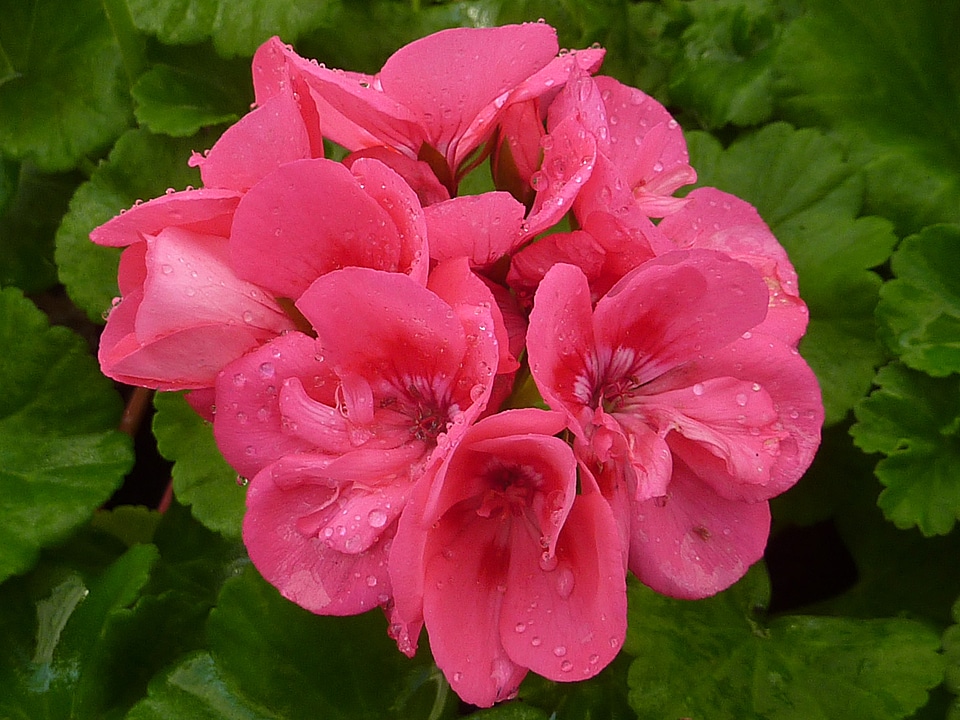 Flower geranium pink