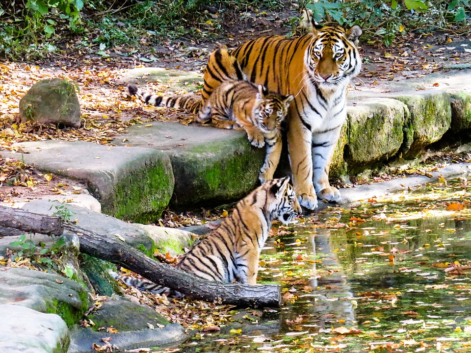 Nuremberg zoo water