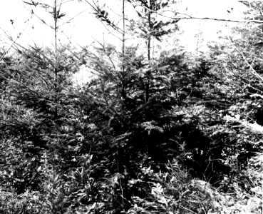 197104XX-FS- Six Rivers-KNB-521258