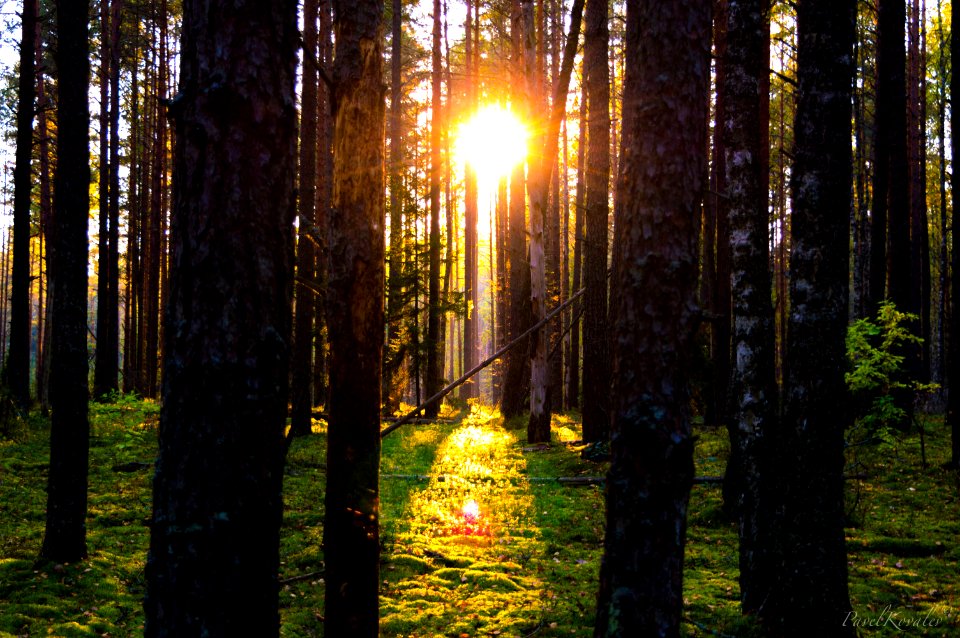 Amazing sunshine in forest