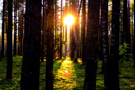Amazing sunshine in forest