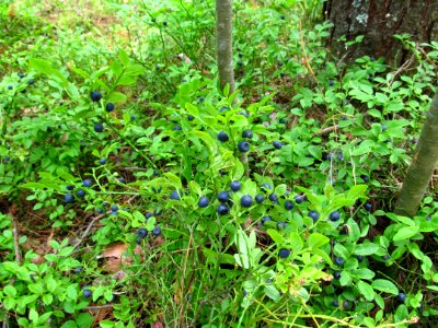 Vaccinium myrtillus