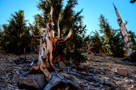 20181019-FS-Inyo-CMR-024