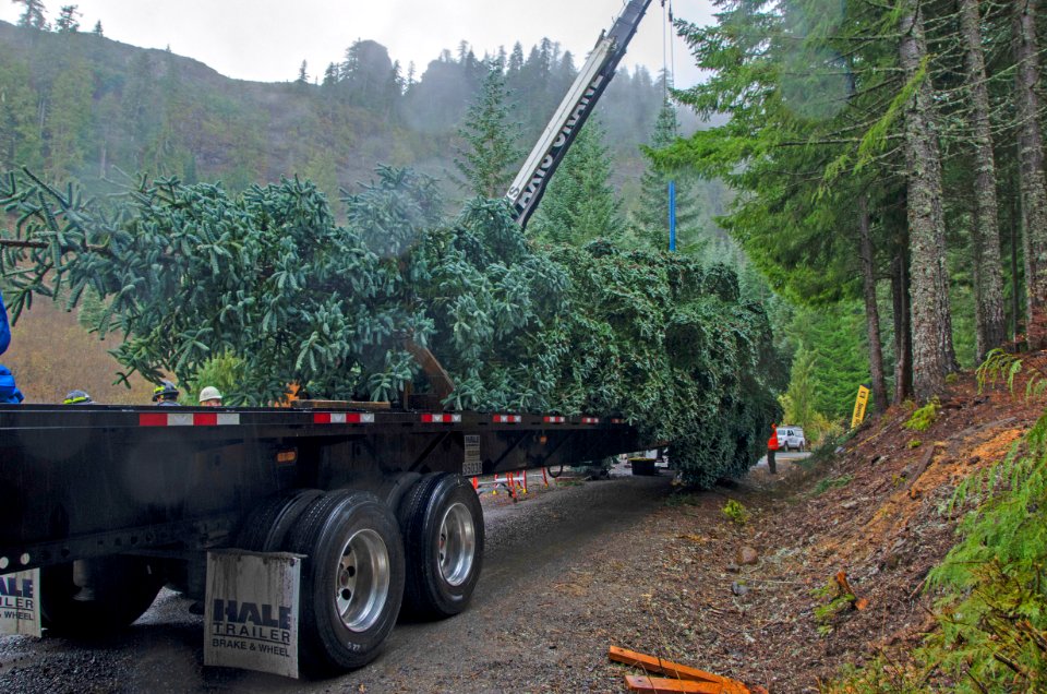 20181119-FS-WillametteNF-tree-on-truck-KB-006