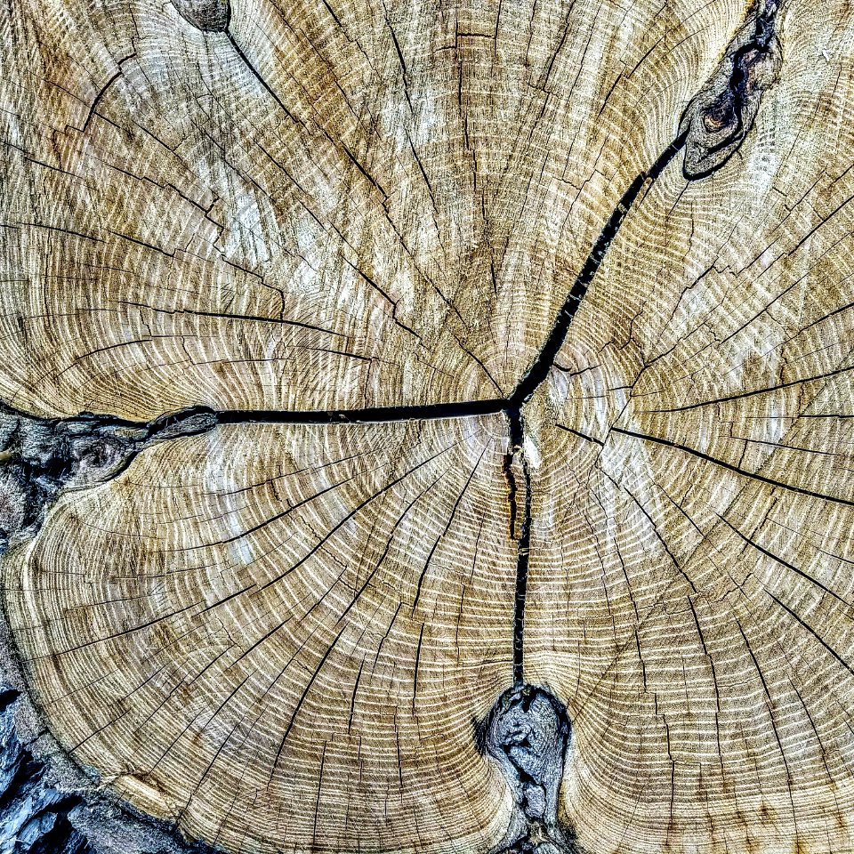 Robinia pseudoacacia