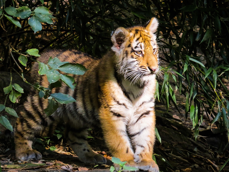 Nuremberg big cat curious