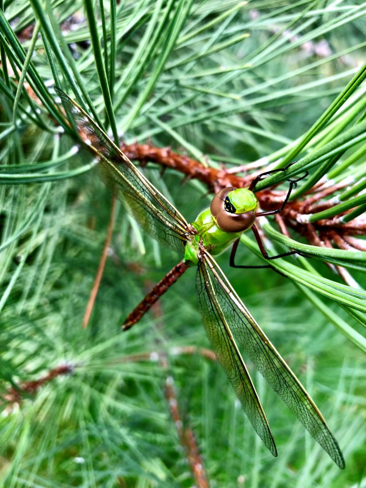 Dragonfly-Flathead-May2020-001