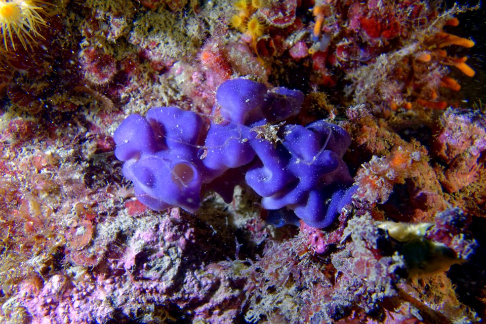 Oscarelle bleu-violet (Oscarella lobularis)