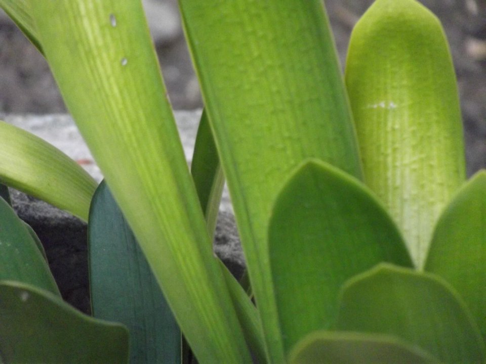 Planta Espada de San Jorge