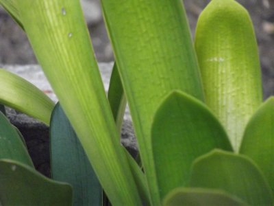 Planta Espada de San Jorge