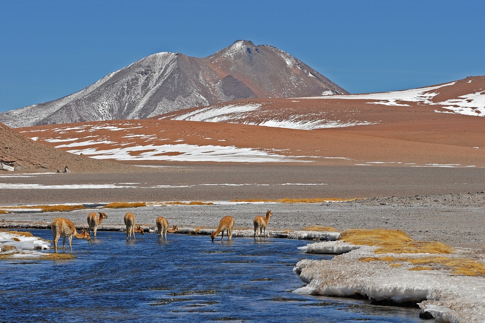 Mountain river alpaca landscape