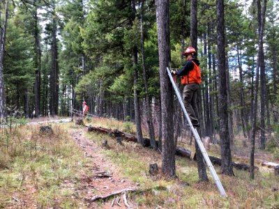 DeterBarkBeetles-Flathead-May2019-001 photo