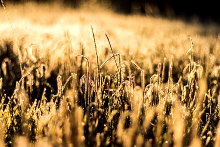 Sea of Golden Cat Tails photo