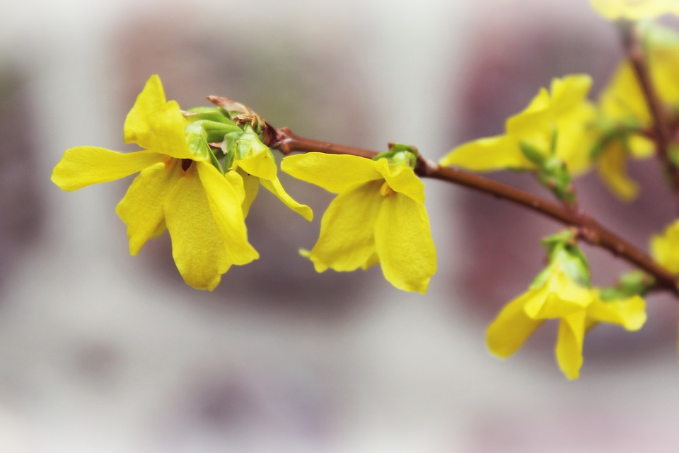 Spring golden bells gold lilac