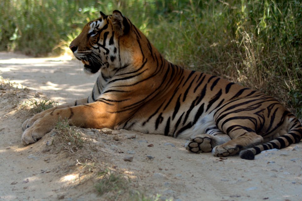 Royal Bengal Tiger