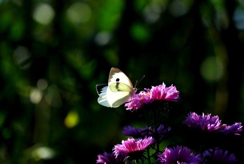 The taste of a flower