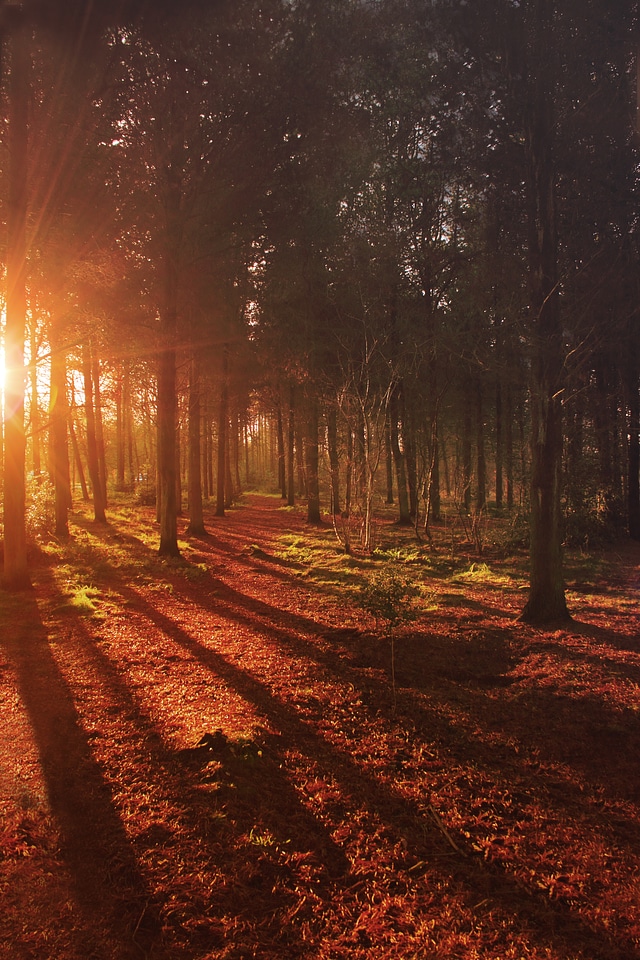 Nature sun light photo