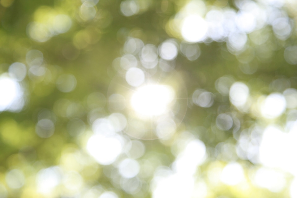 Sunshine wood nature