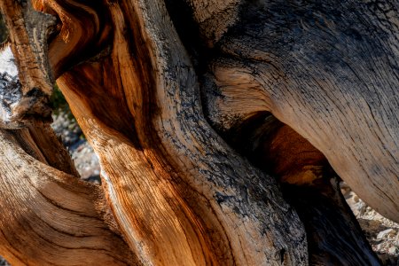 20181019-FS-Inyo-CMR-018