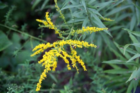 20180912-FS-Wayne-KSM-goldenrod