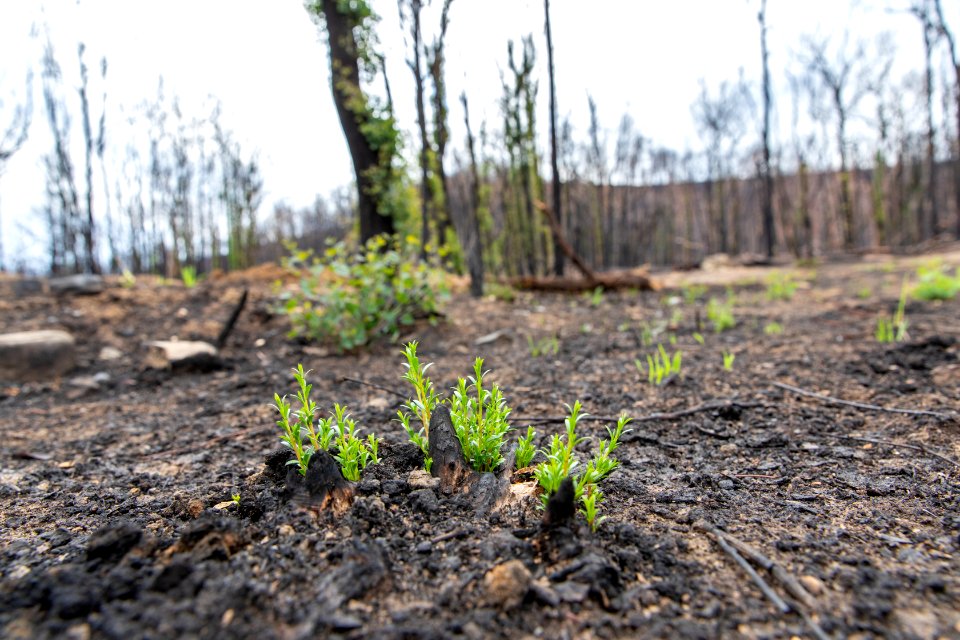 Post-bushfire recovery in Australia