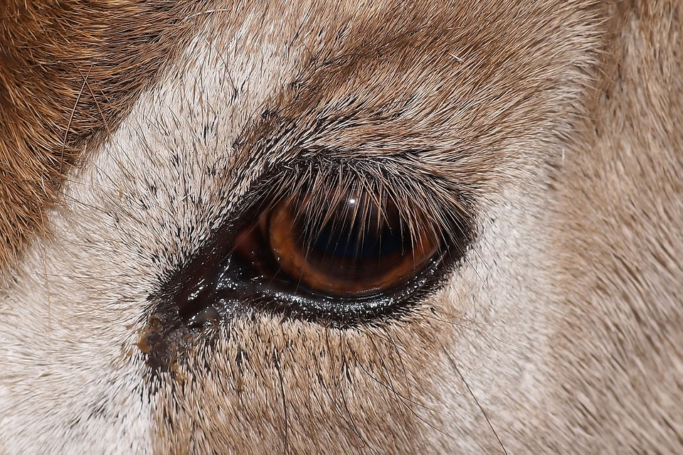 Close up nature animal eye