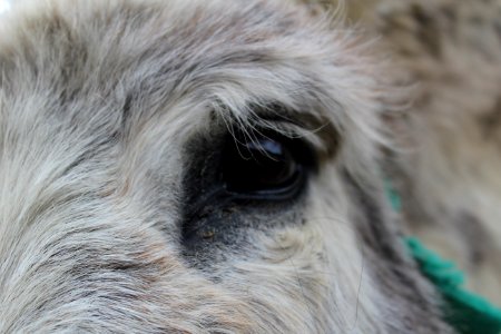 Animals in the forest. Donkey, Dogs and fly.