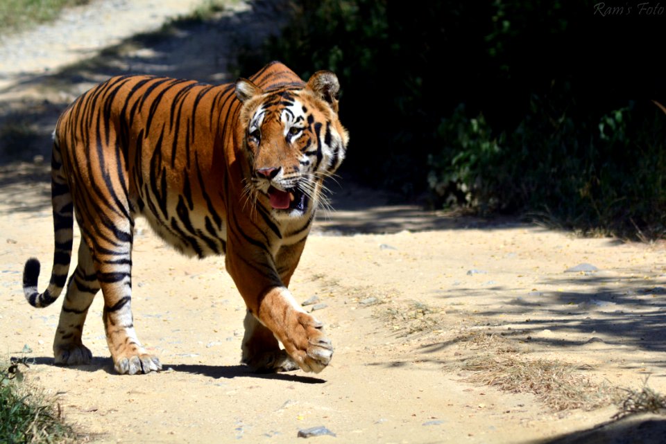 Royal Bengal Tiger