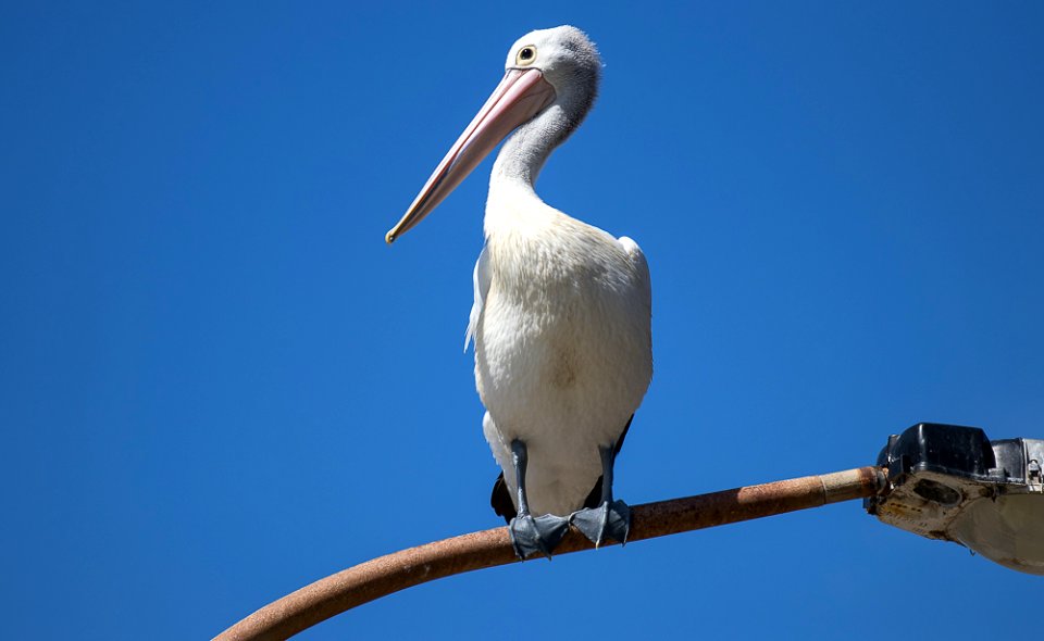Pelican