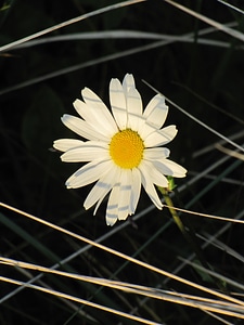 White flower marguerite meadow margerite photo